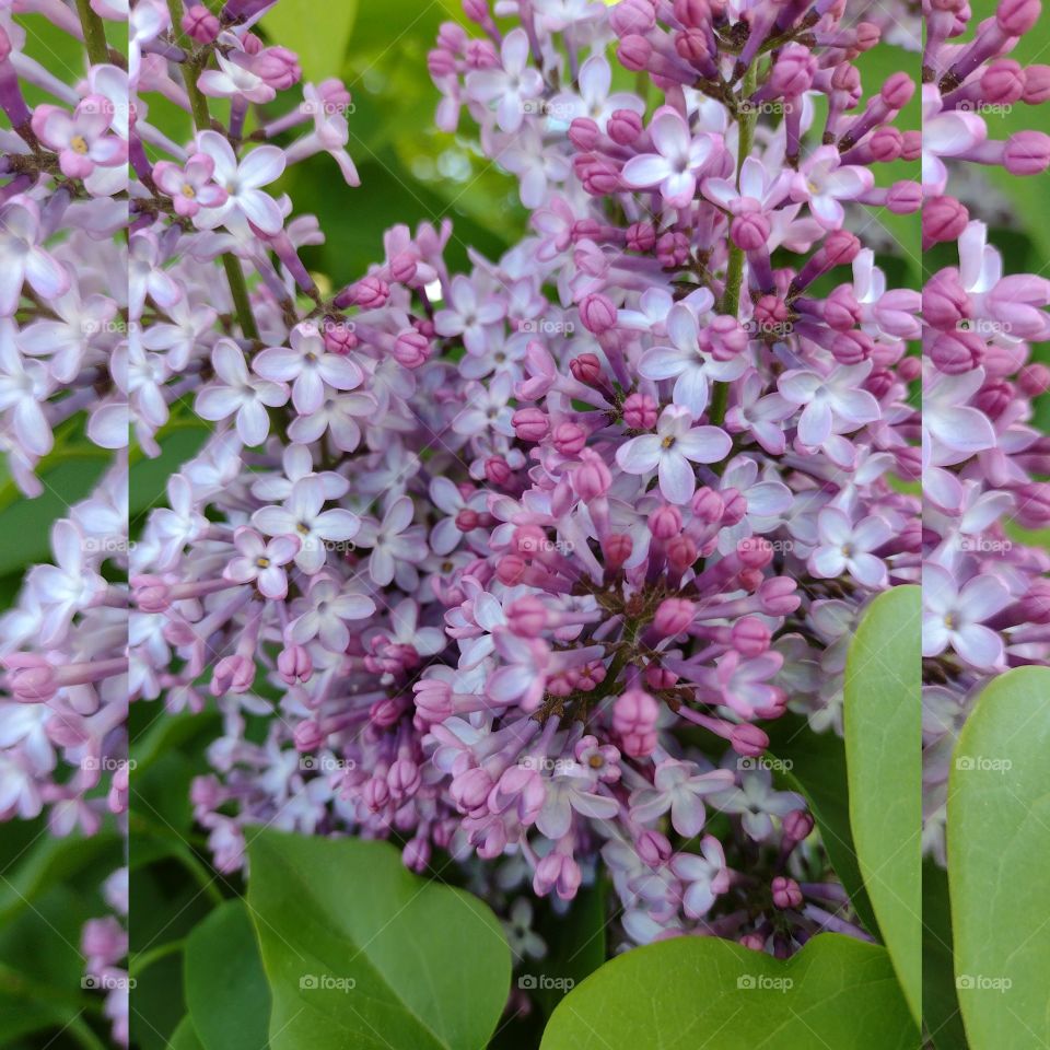 Lilacs