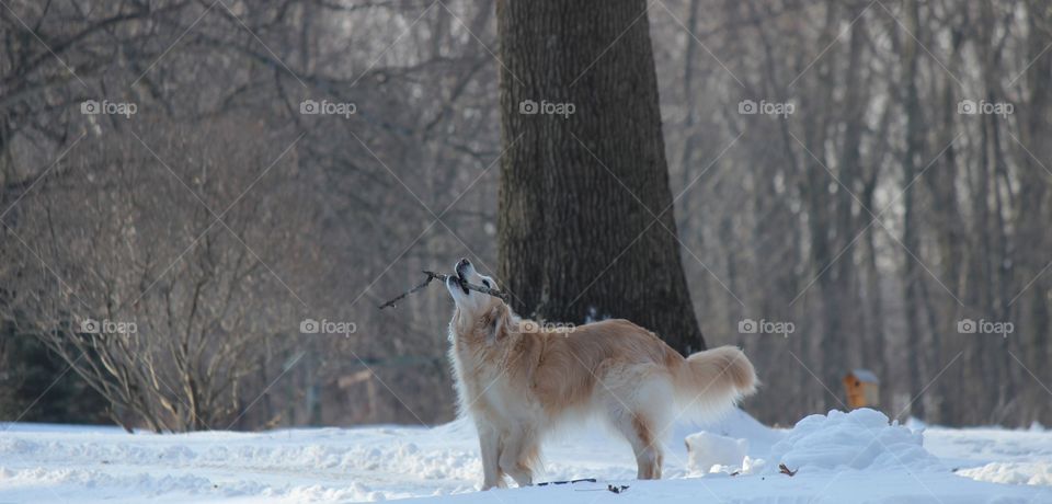 kaci raising a stick for the weekend on this cold winter day