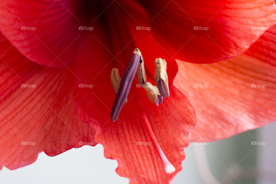 Red Amaryllis flower