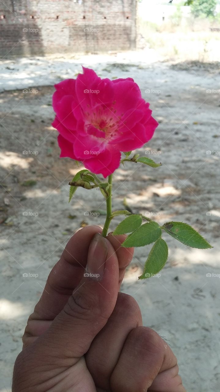 Close-up of person's hand holding pink flower