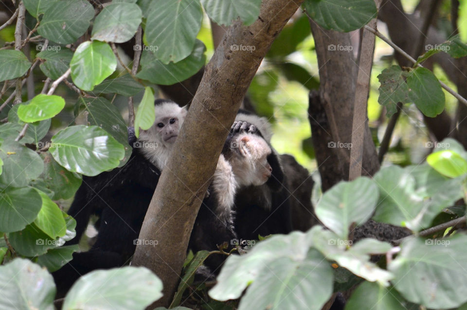 capuchin monkeys