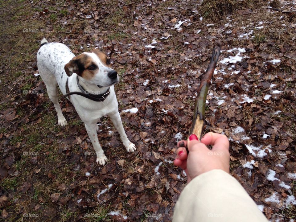 Dog, Mammal, One, Nature, Portrait