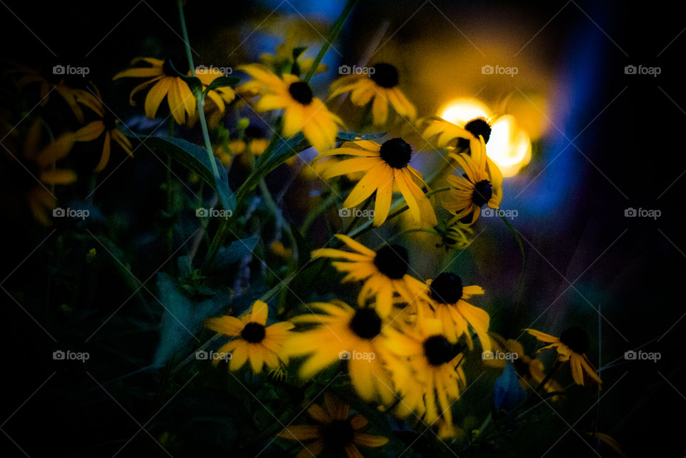 Summer flowers and backlight