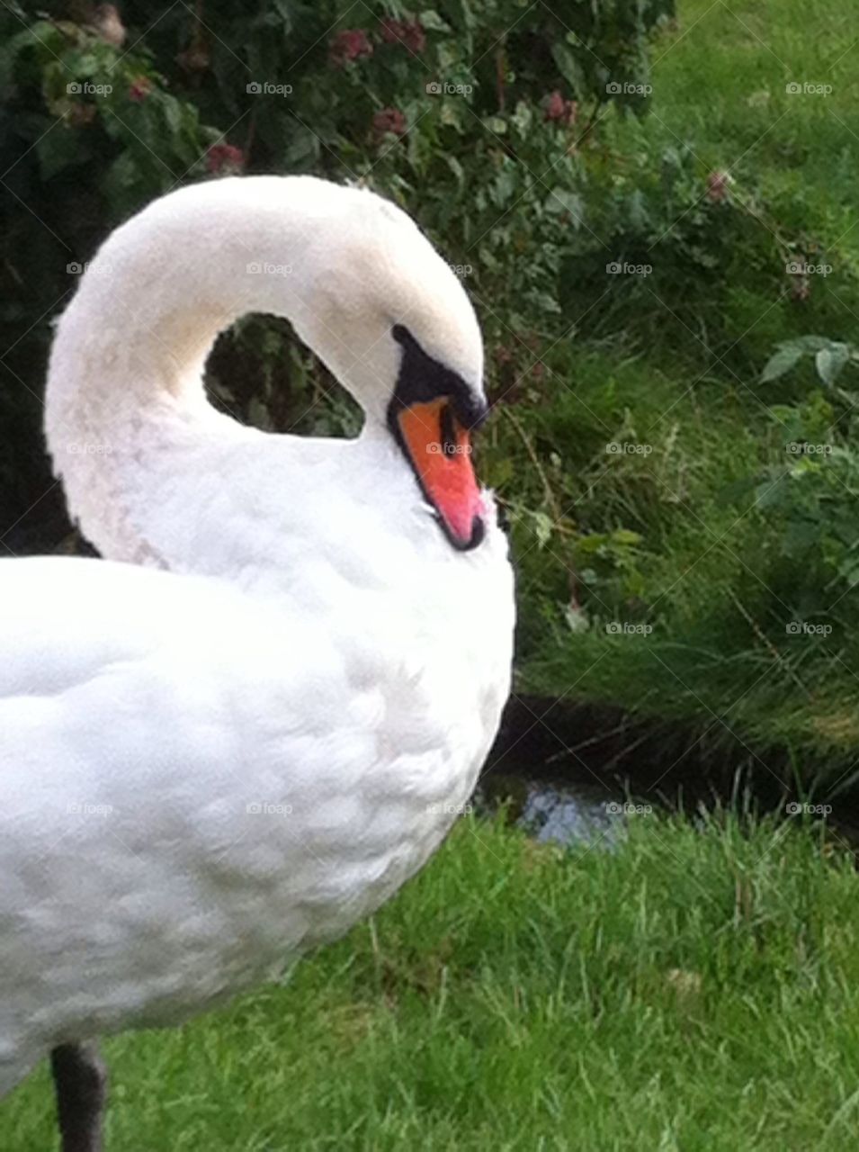 Chillimg swan in zoo