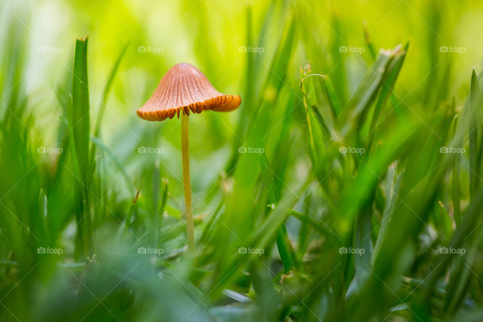 Plants! Macro image of mushroom growing in grass