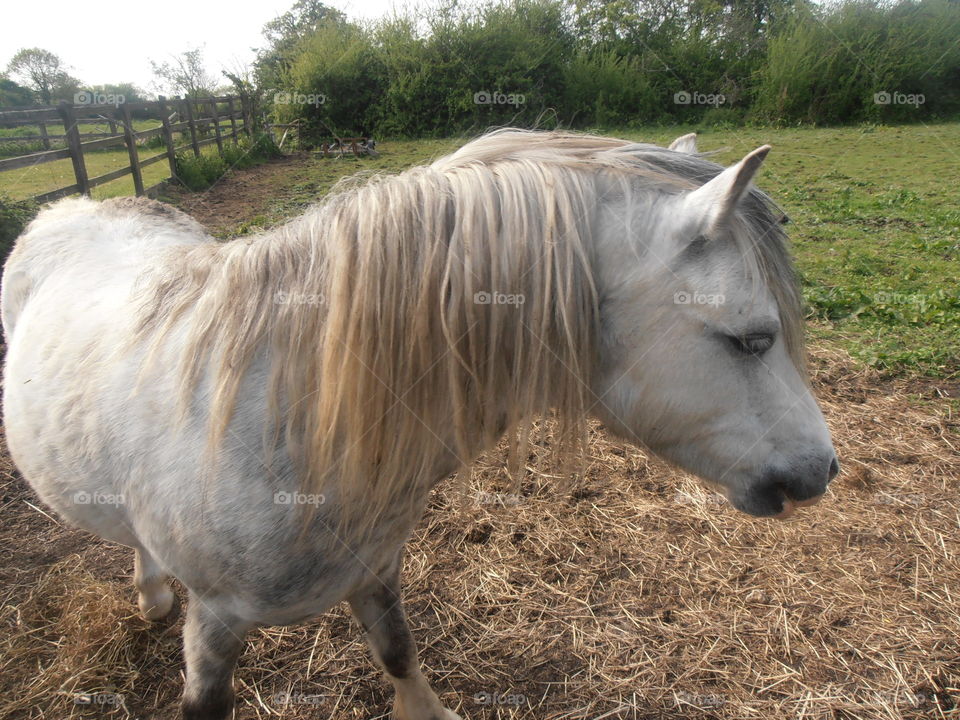 A Pregnant White Horse