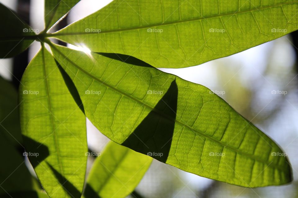 Leaves of a "money tree".