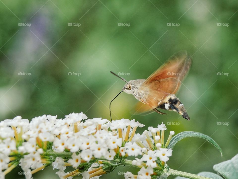 Hummingbird hawk-moth searching for nectar