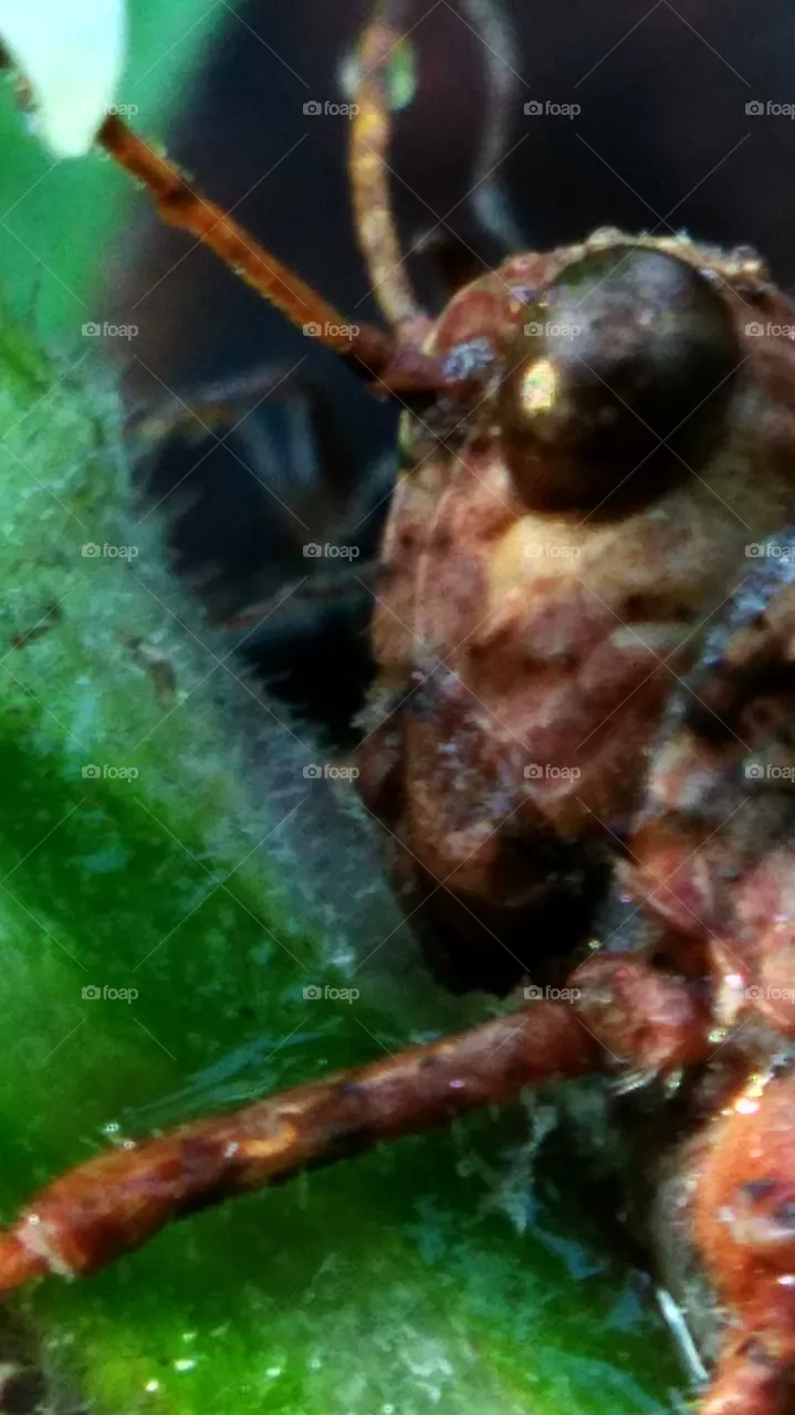 grasshopper