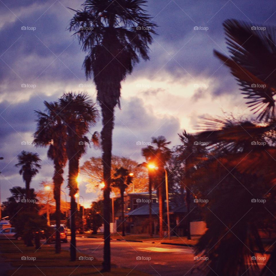 street lights. street lined with palm trees just before sunset on a windy eve