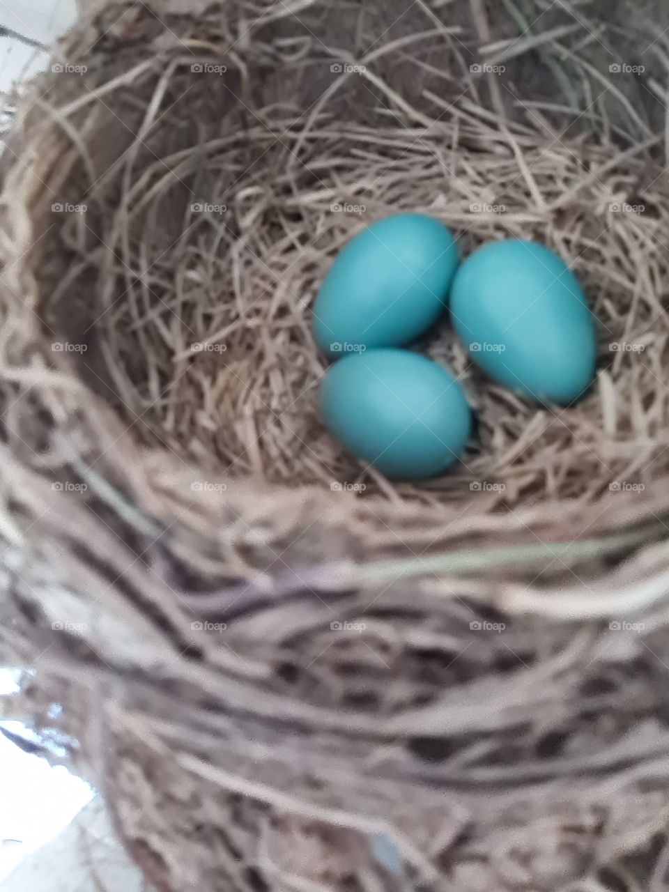 Robin Nests