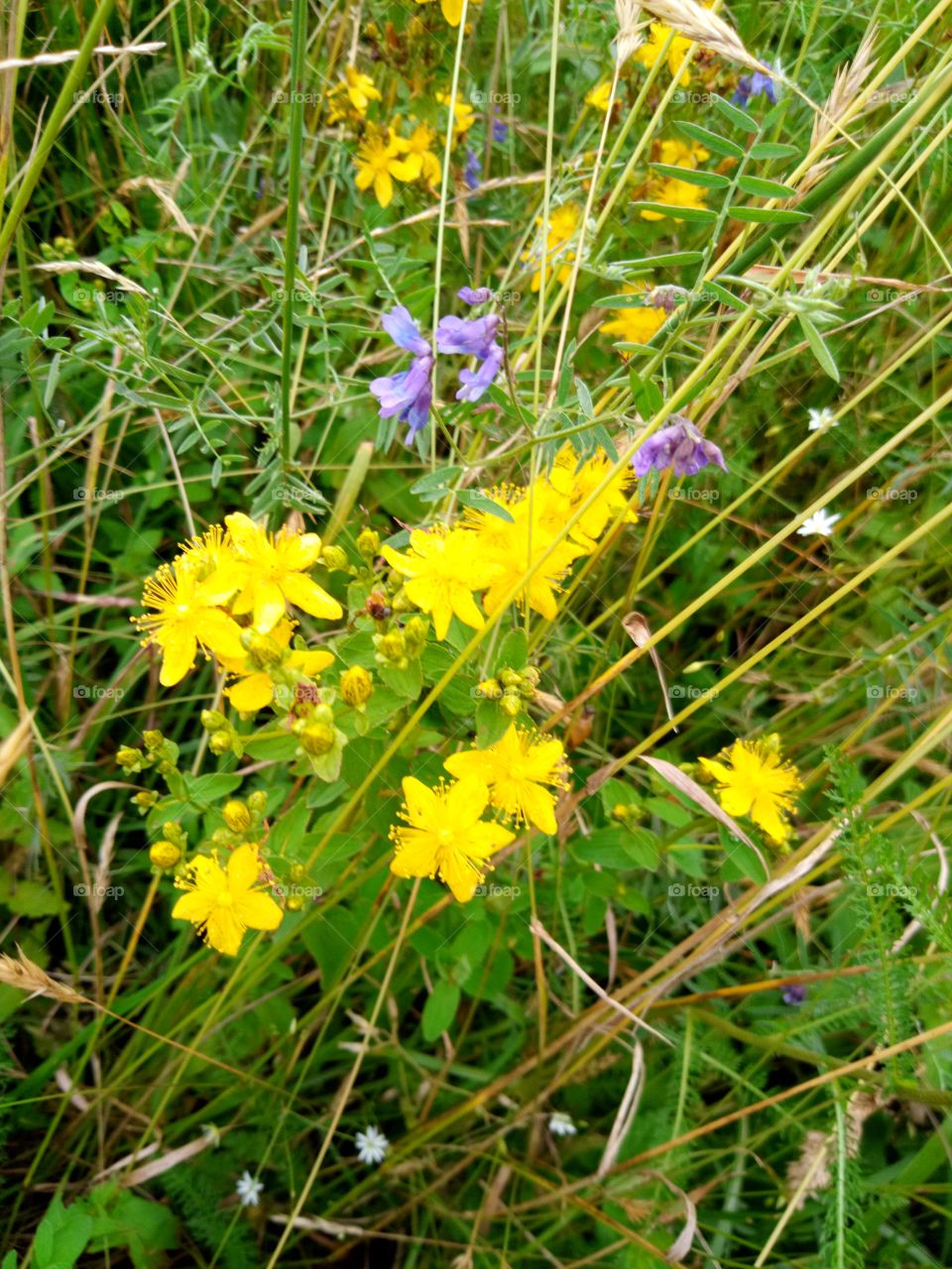 полевые цветы