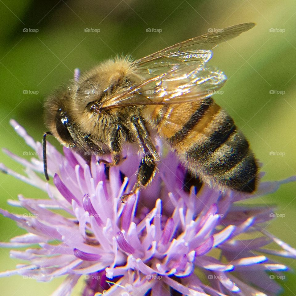 Honey bee getting nectar from a purple flower