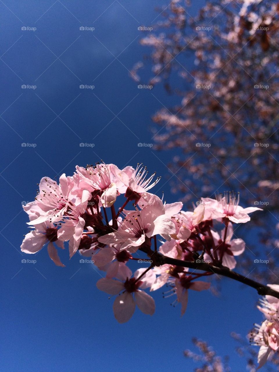 Close-up of pink flowers