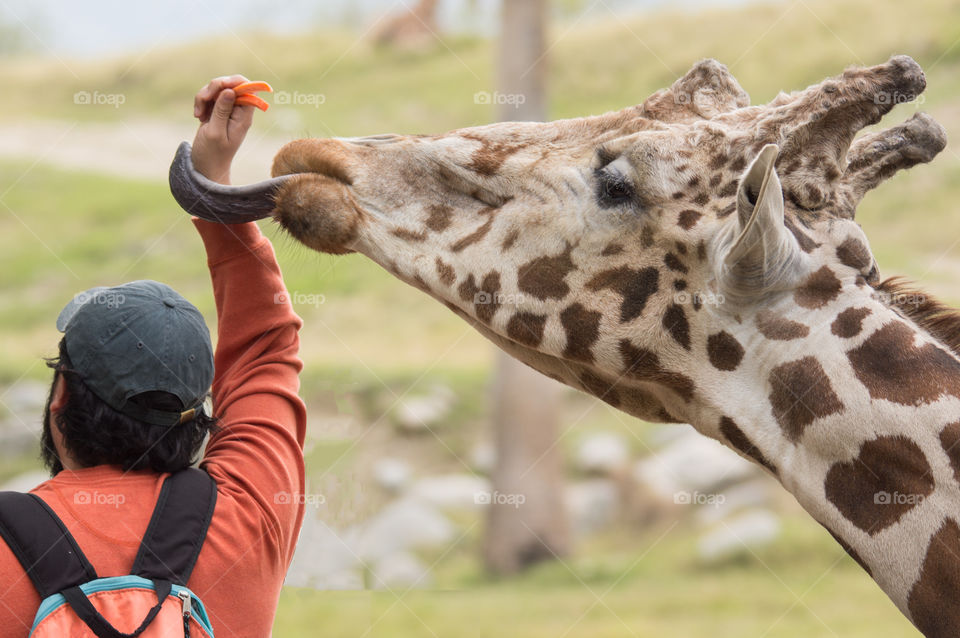 Giraffe's long tongue is sticking out and reaching for carrots the man is holding. 