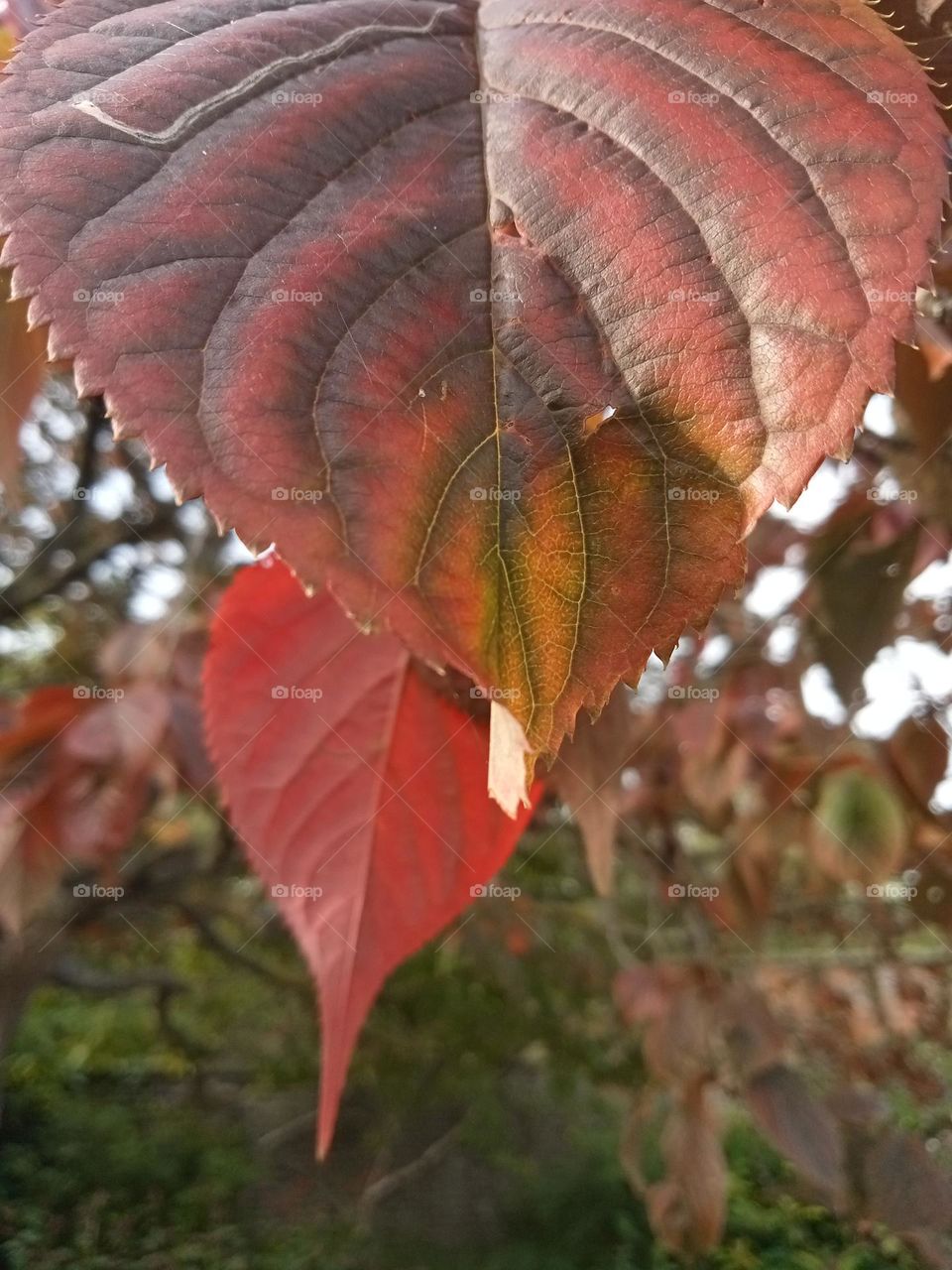 Autumn hues