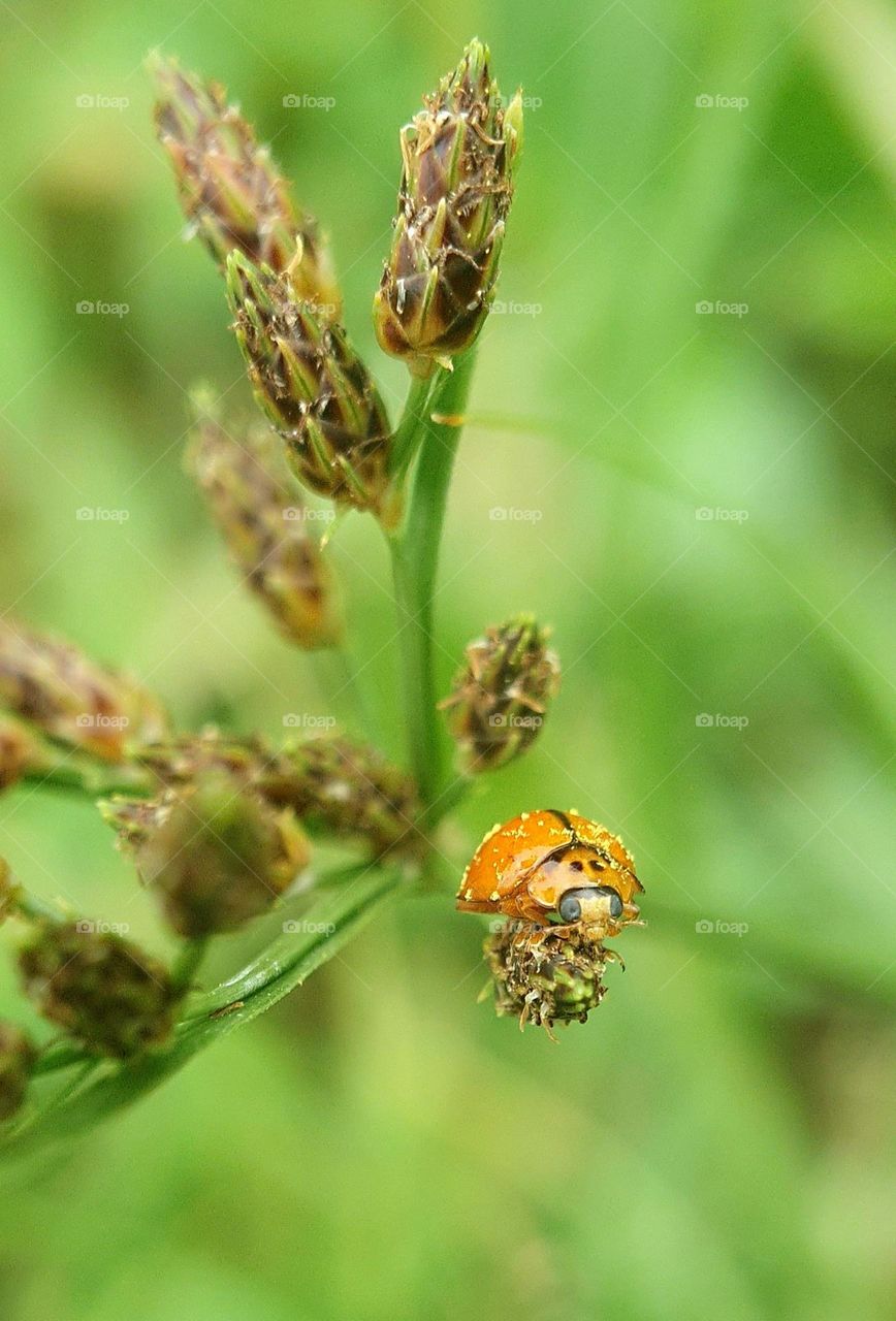 Orange Beetle