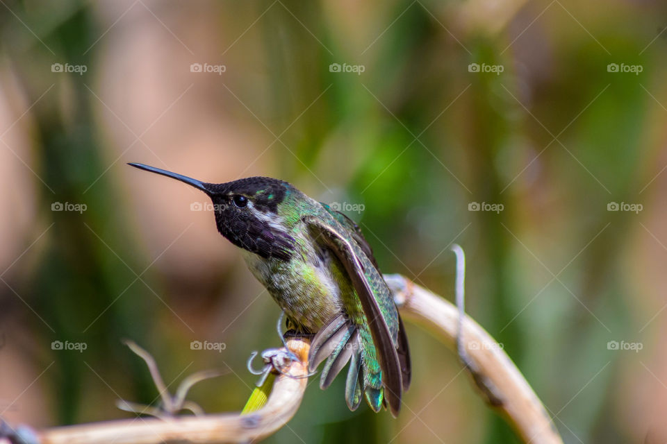 Nature, No Person, Wildlife, Hummingbird, Bird