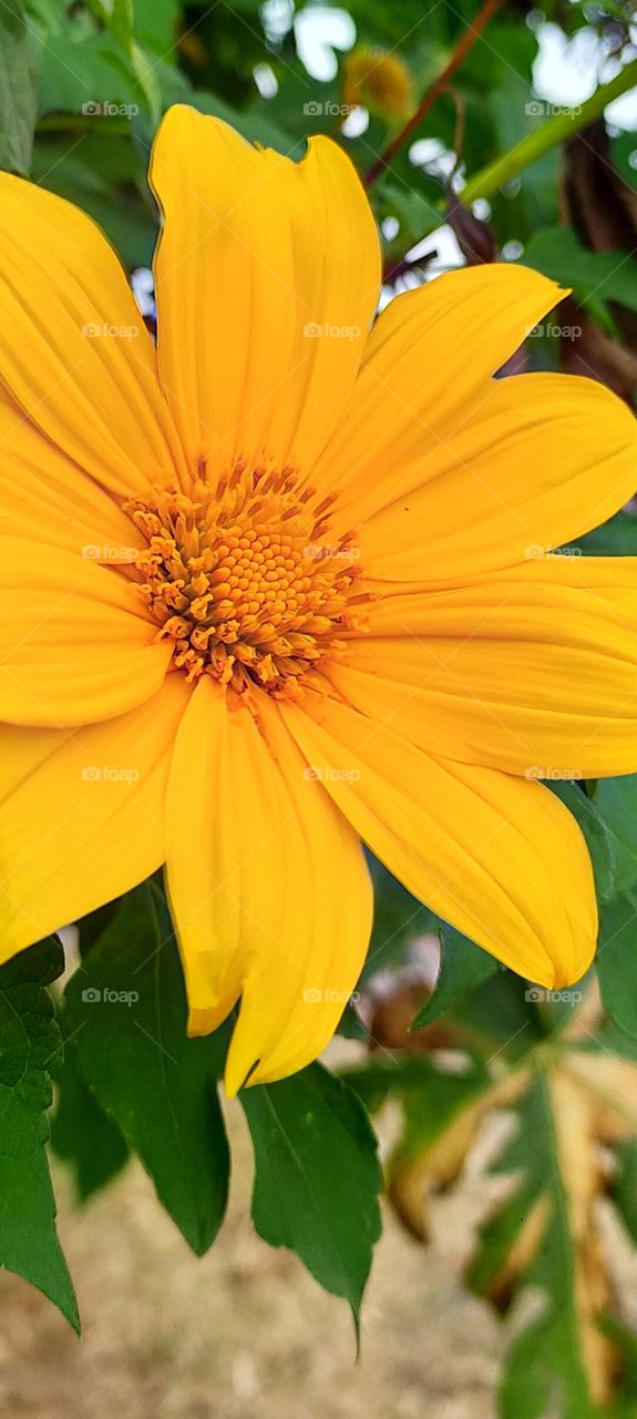 Beautiful Golden Yellow petals of Mexican Sunflower.