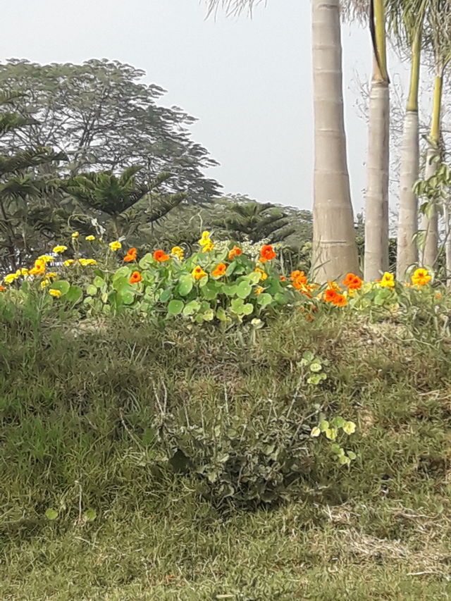 garden