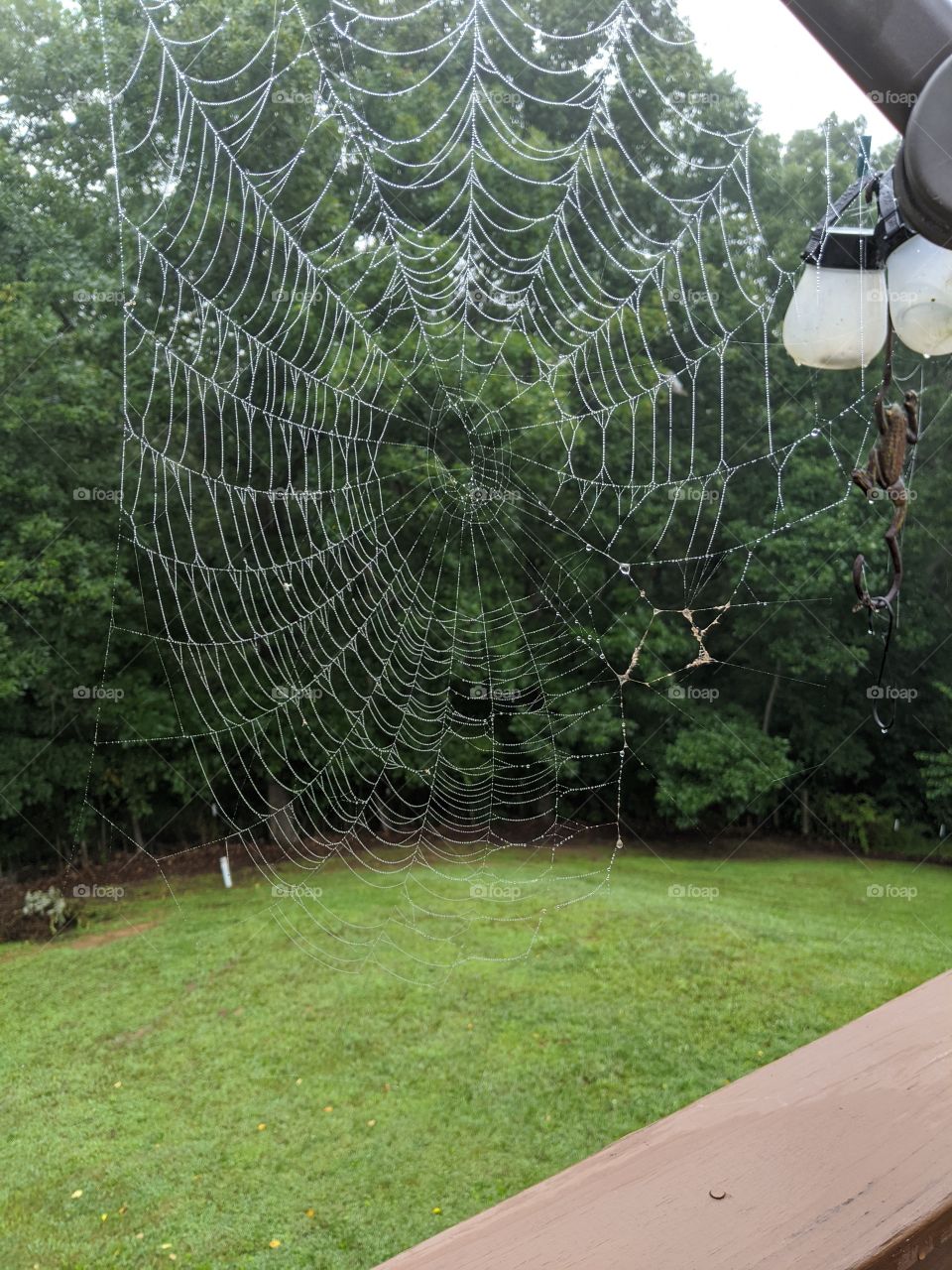 Spider Web