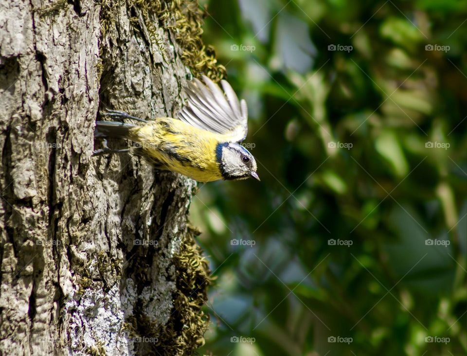 Eurasian Blue Tit leaving its nest in a tree hollow.