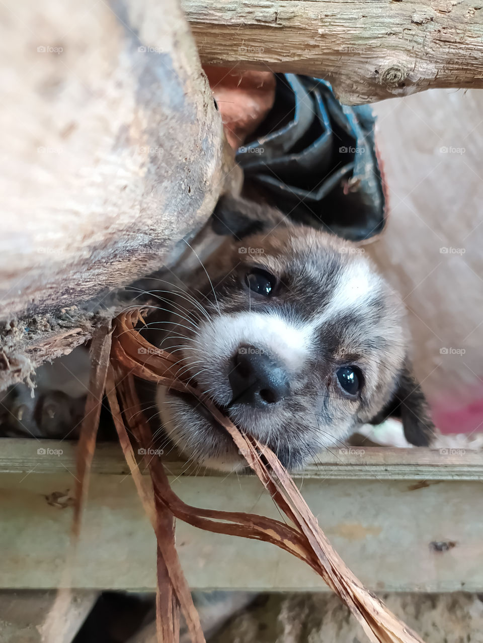 puppy playing under the hut, close-up