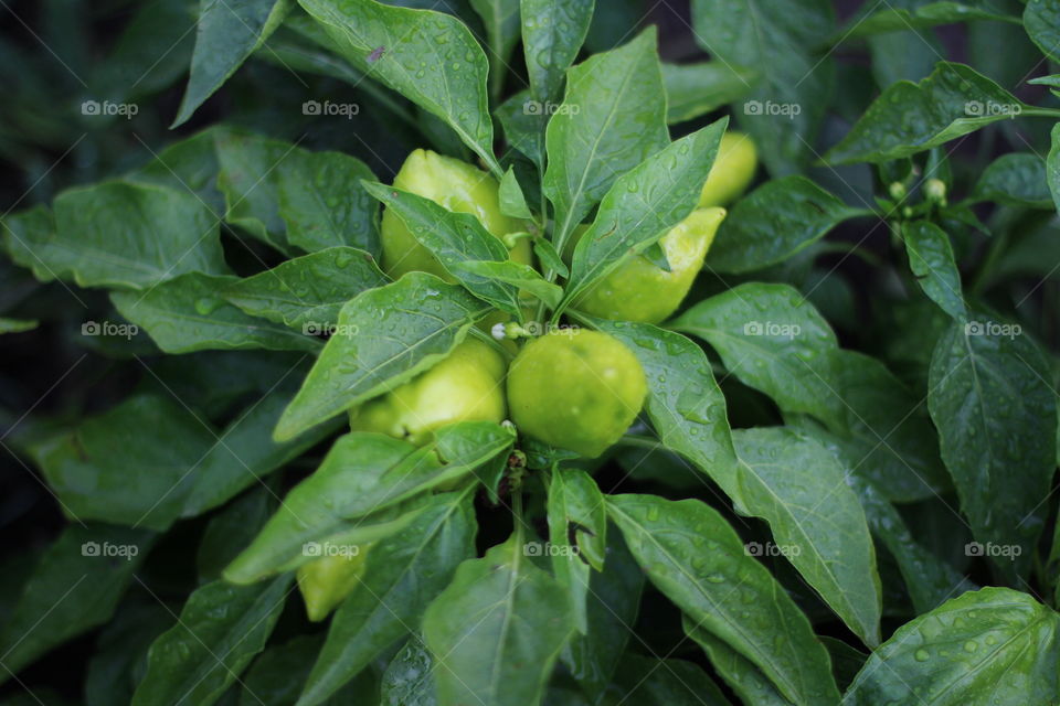 Зеленый перец на кусте с каплями дождя
