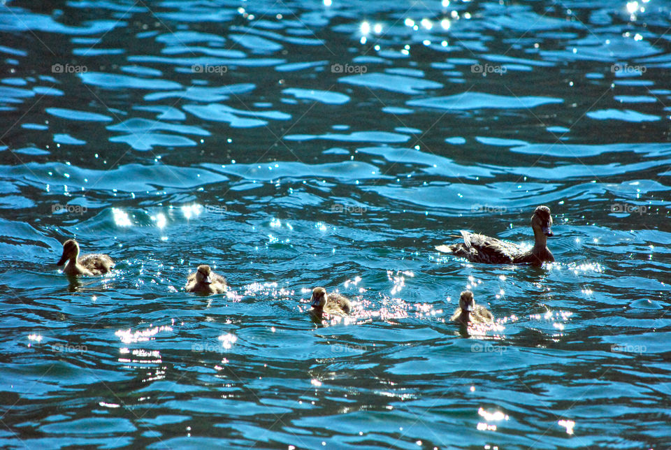 ducks in lake