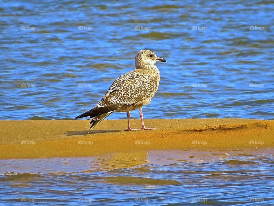 Bird on the sand