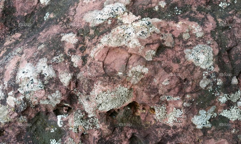 White Lichen on Pink Rocks.