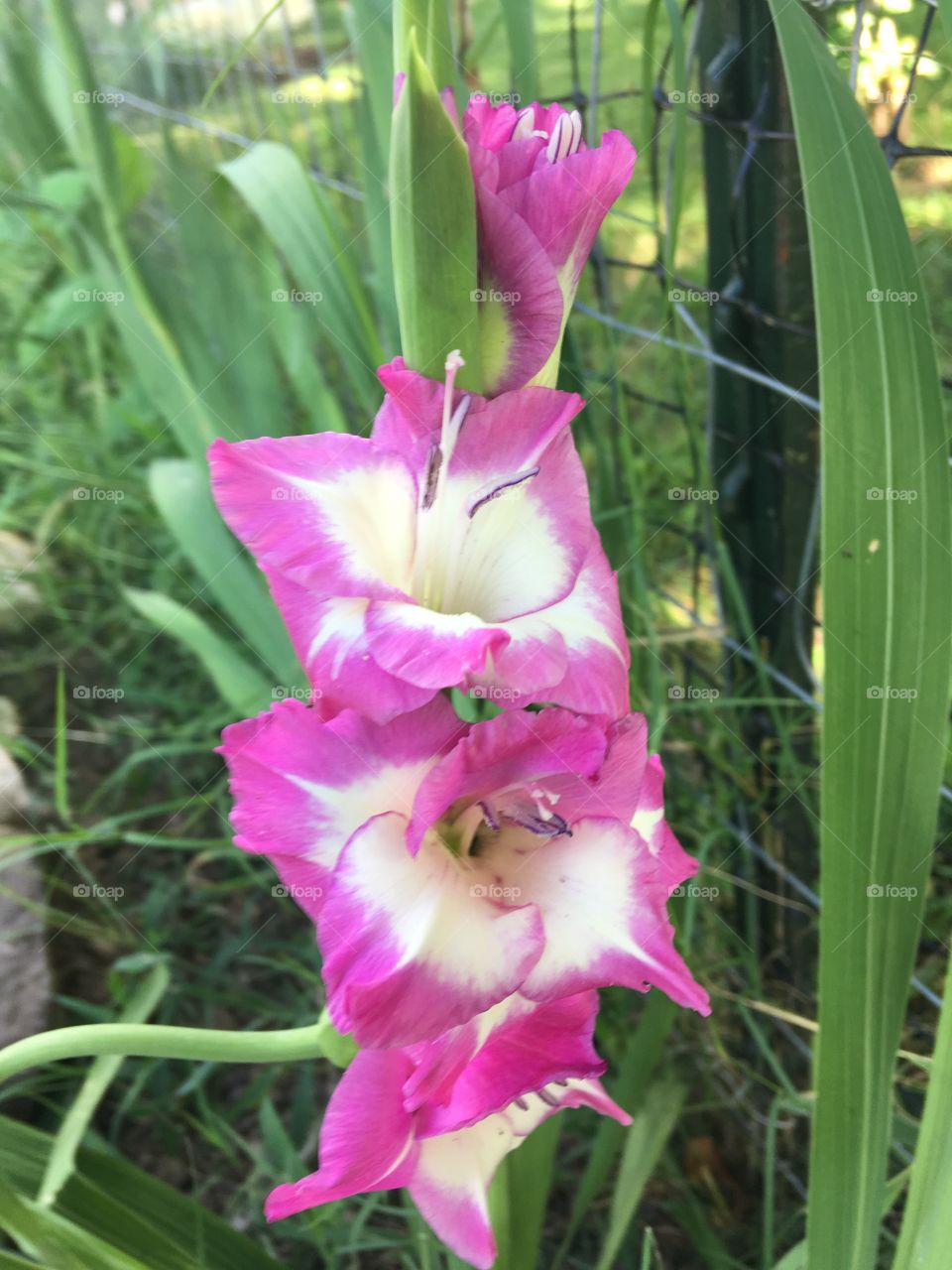 They just keep coming! Love the two tone, these flowers really make a statement!