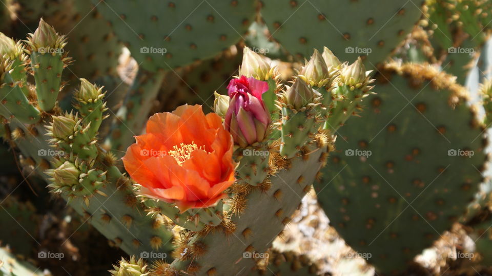 Cactus flower