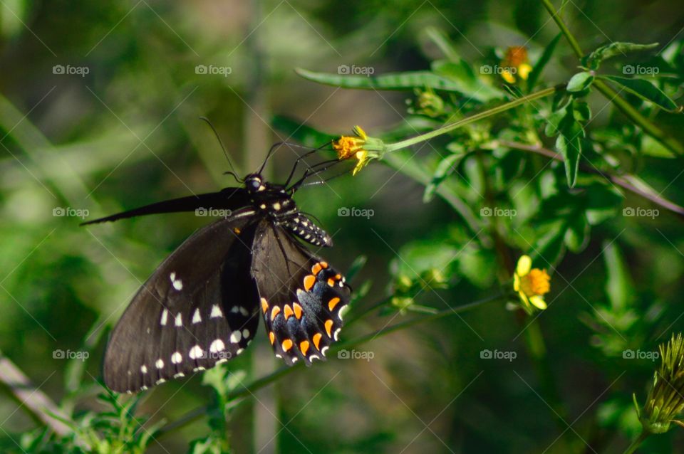 Black Butterfly 