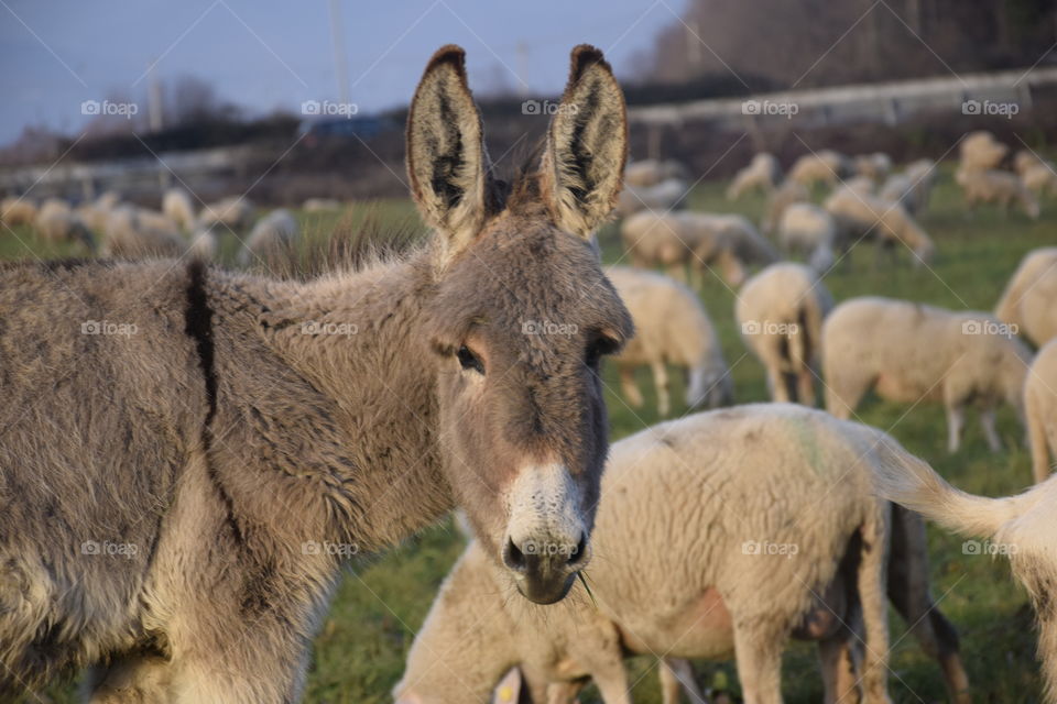 Close-up of donkey and sheeps on grassy field