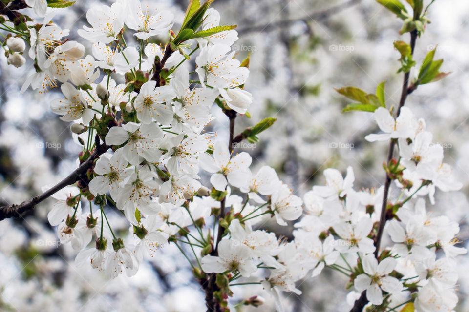 White flowering tree