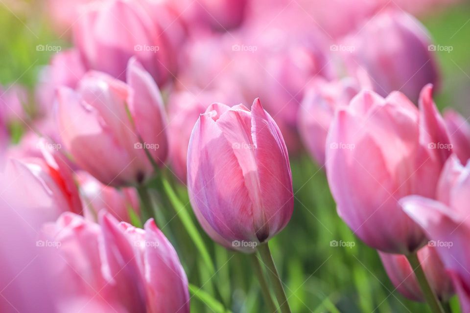 Field of beautiful pink tulips