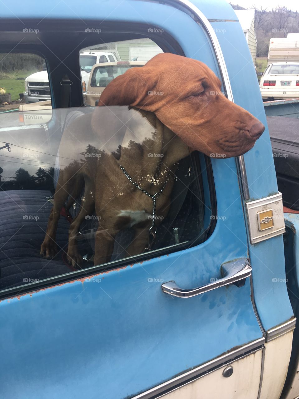 This bloodhound loves riding in my old truck. 