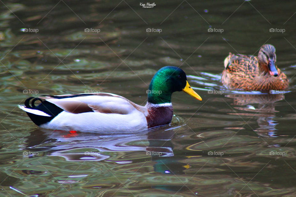 The Mallards