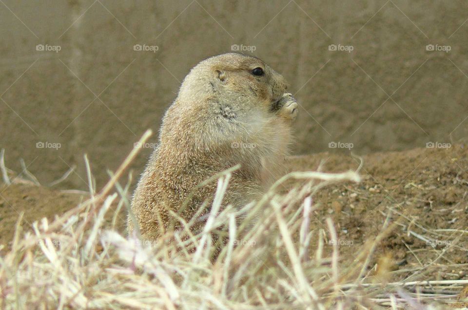 prairie dog