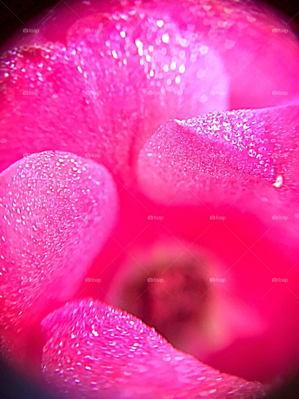Macro shot of the morning dew on rose petals.