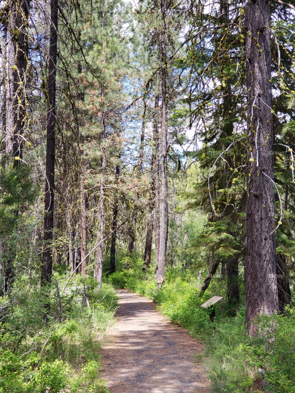 A dirt path leads through the lush green forest floor and towering pine trees in the Deschutes National Forest in Central Oregon on a sunny summer day.