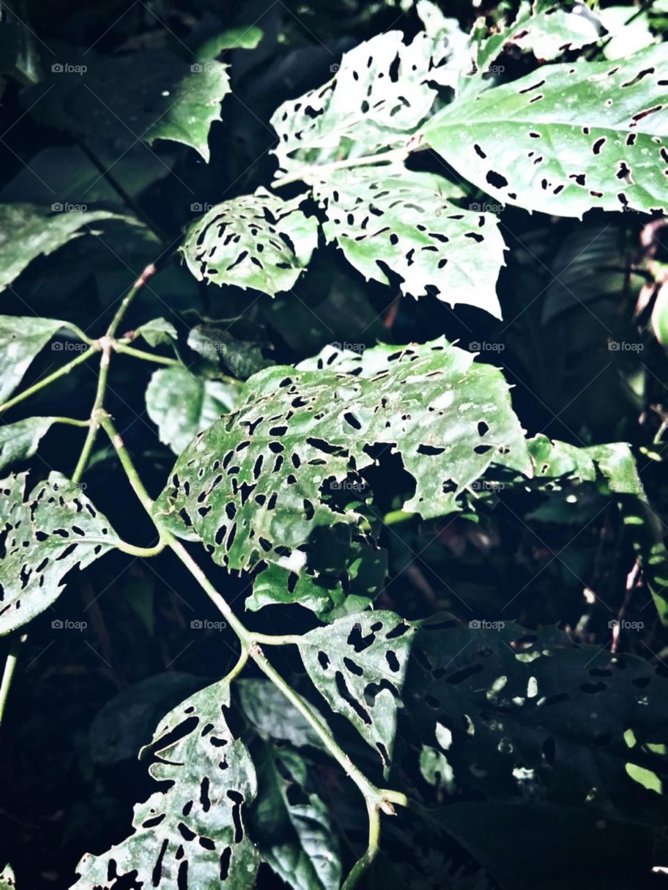 Bifurcadas e verdes pegando o sol quente do inverno.