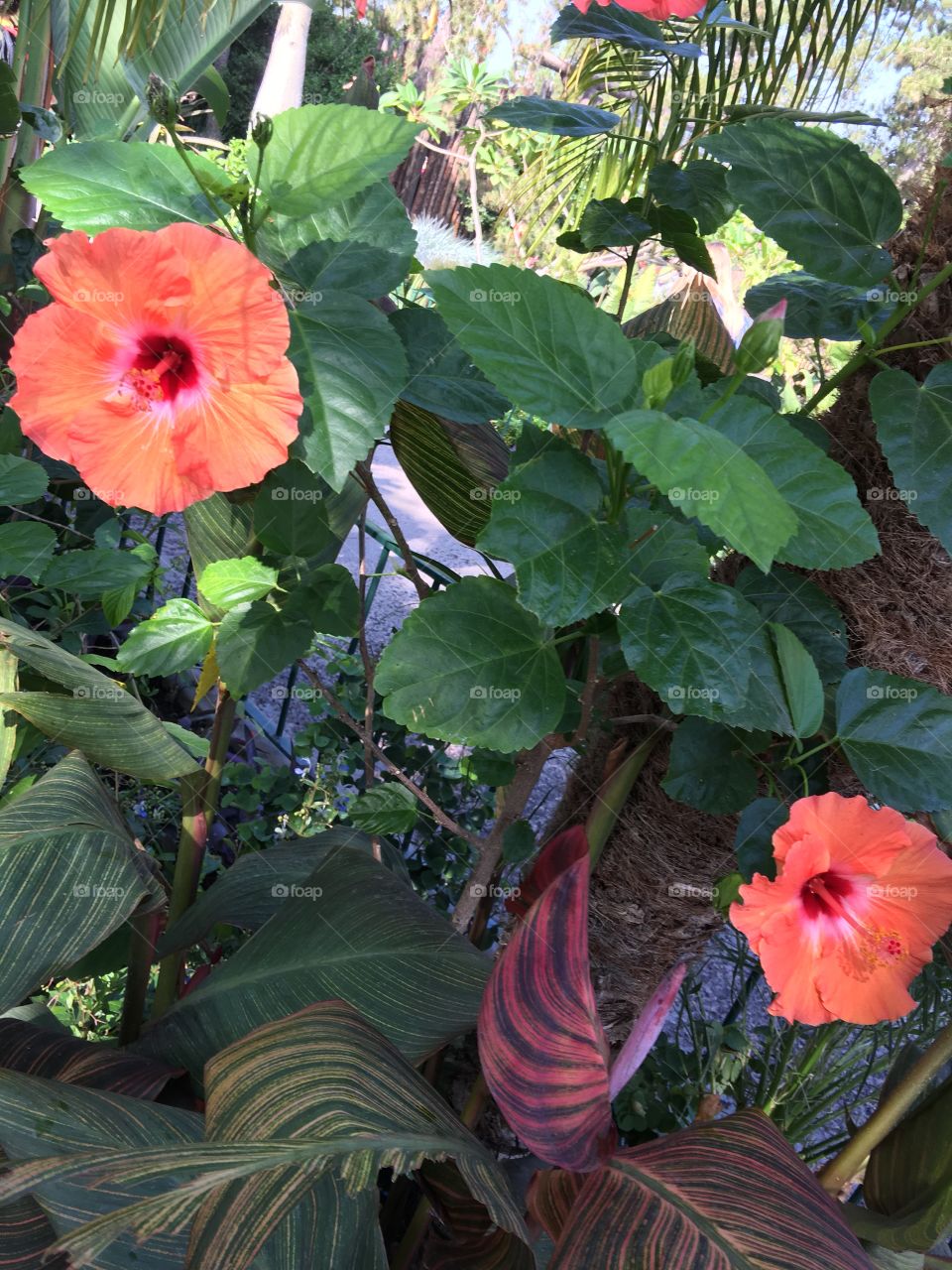 Hibiscus coral colored flowers