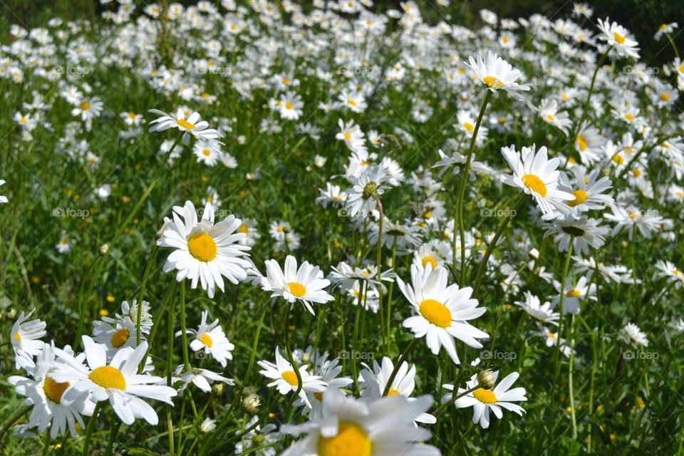 Daisys for love. Daisys for love