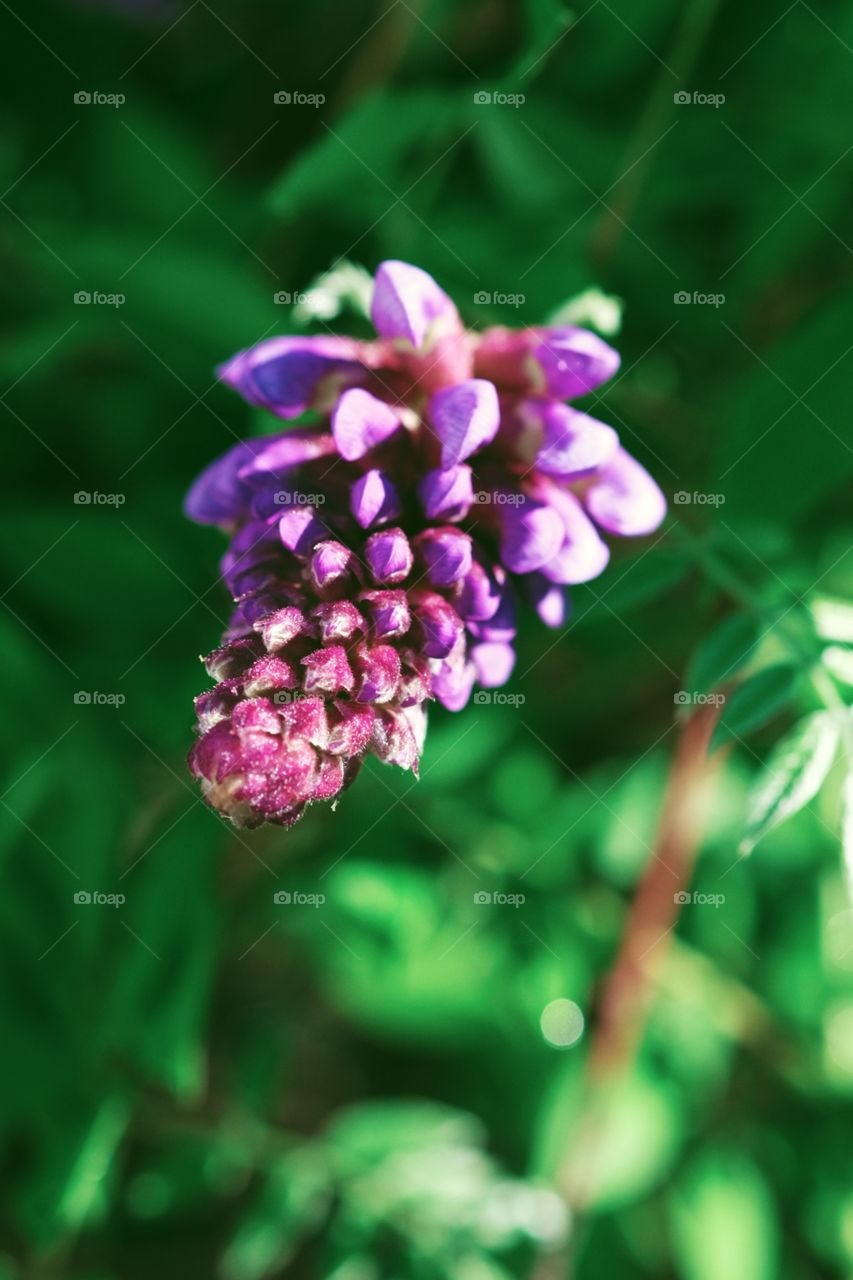 Lilac In The Garden, Lilac Flower, Lilac Bush, Purple Flowers In The Garden 