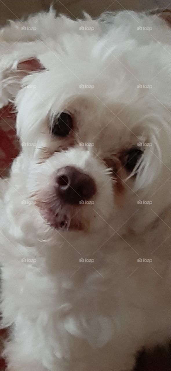 my name is Holly Lolly Looper