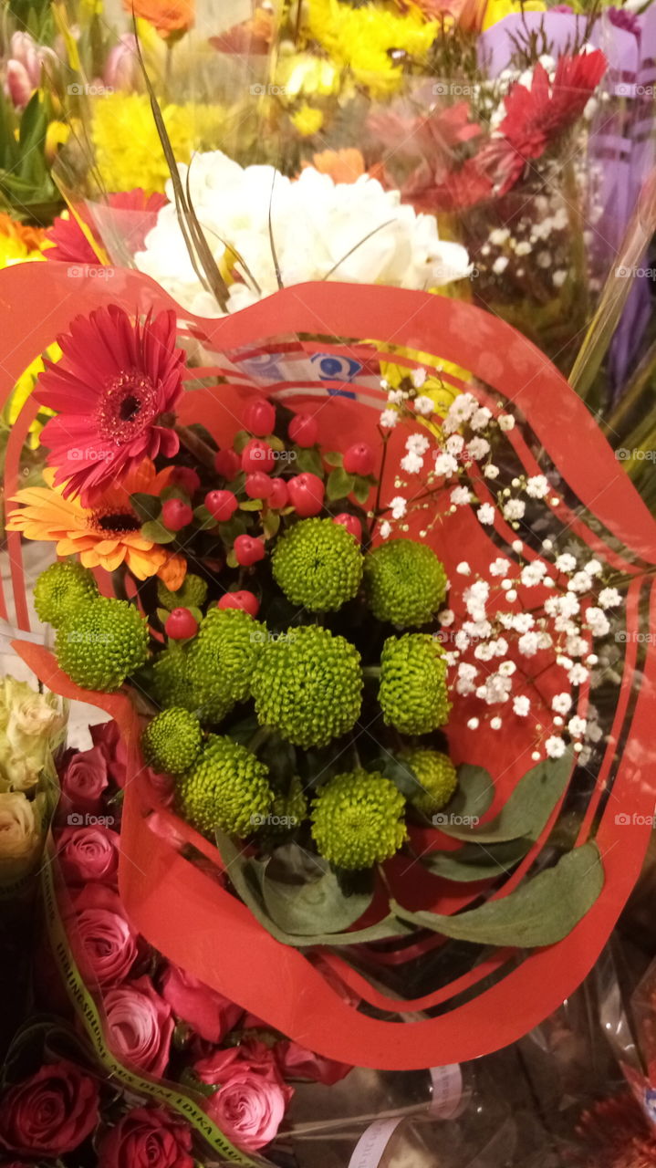 Floristik DETSCHLAND