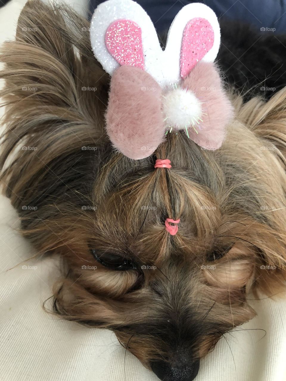 Yorkshire wearing an Easter bow in pink fluffy style and rabbit ears 