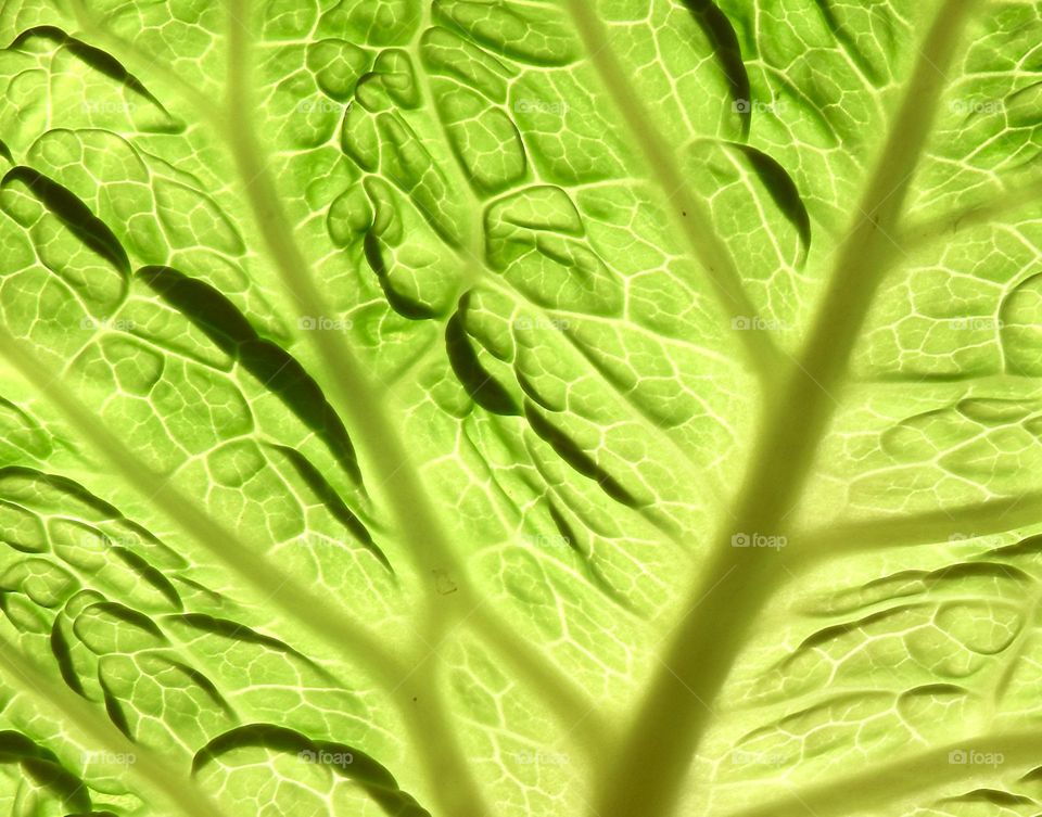 Cabbage leaf backlit closeup